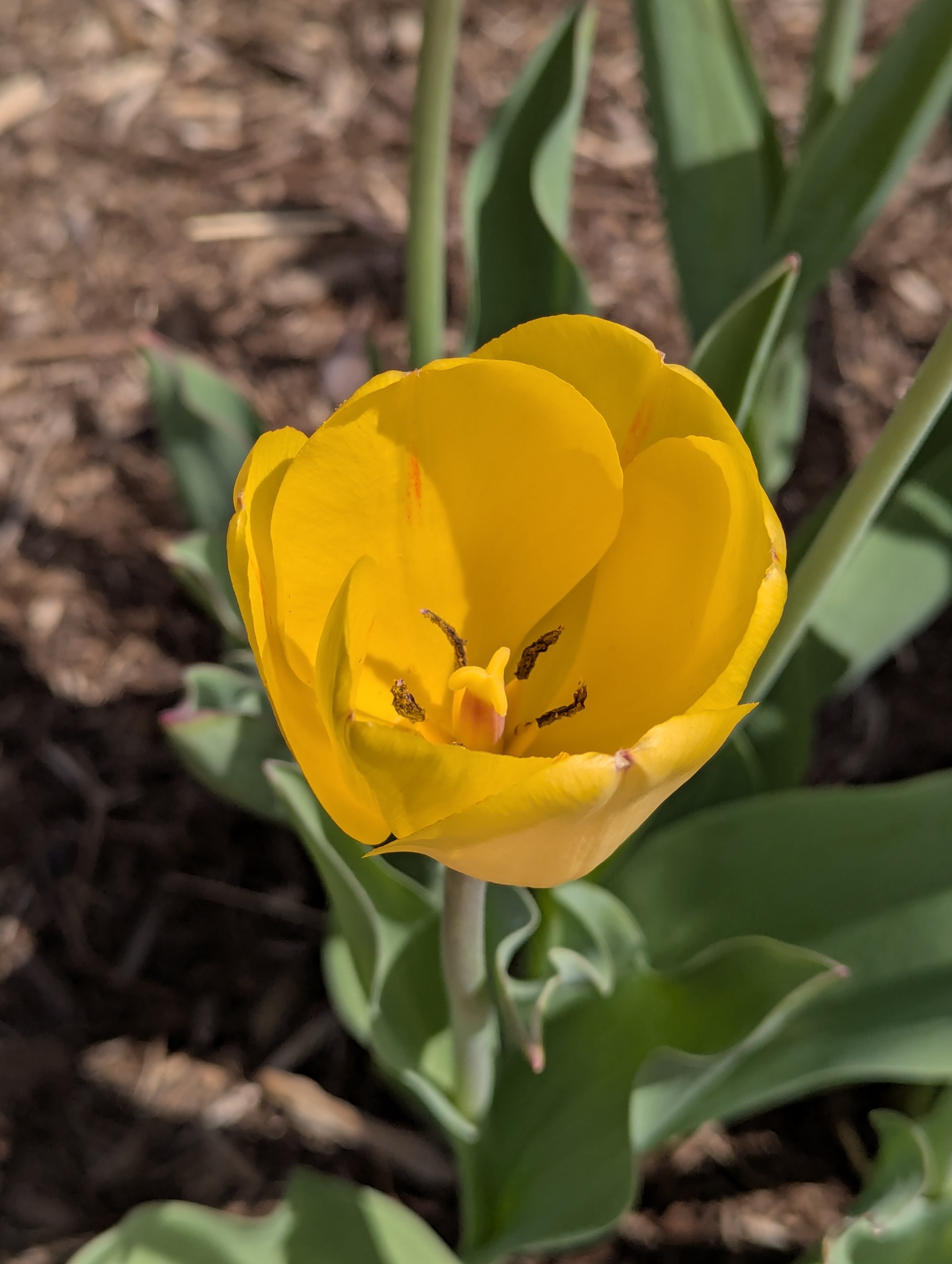 Garden, Flowers, Morrison, Colorado